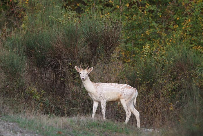 Daino: colorazione del mantello e altro...