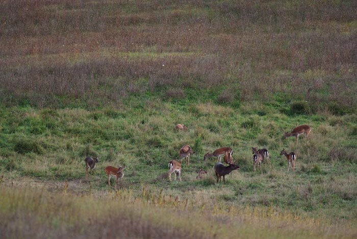 Daino: colorazione del mantello e altro...