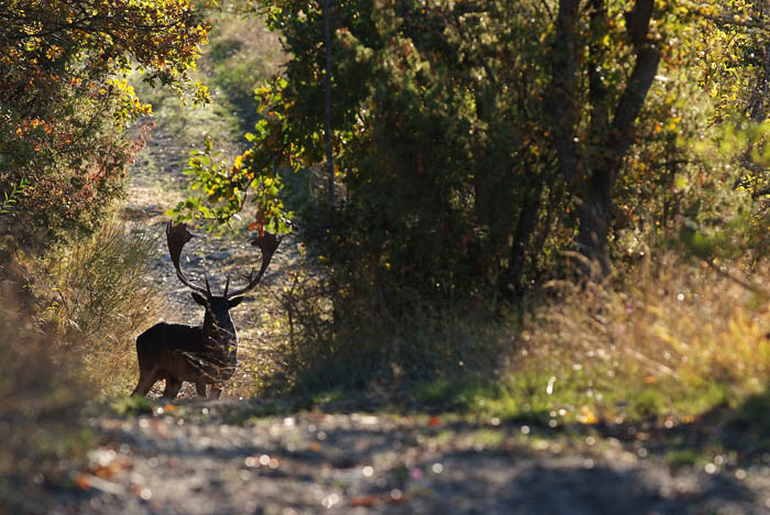 Daino: colorazione del mantello e altro...