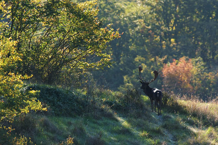 Daino: colorazione del mantello e altro...