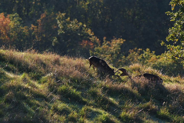 Daino: colorazione del mantello e altro...