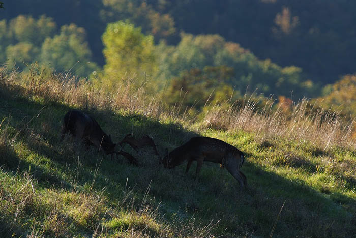 Daino: colorazione del mantello e altro...