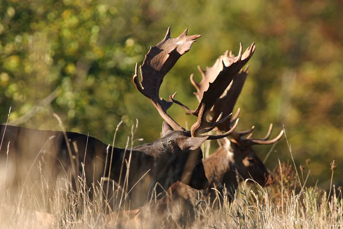 Daino: colorazione del mantello e altro...