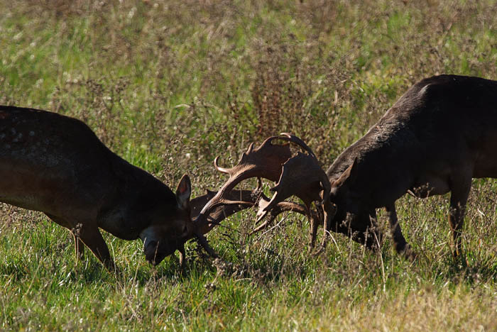 Daino: colorazione del mantello e altro...