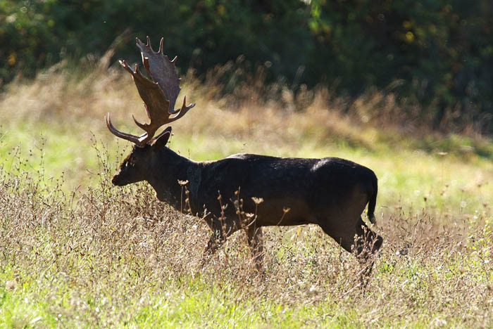 Daino: colorazione del mantello e altro...
