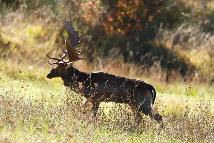 Daino: colorazione del mantello e altro...
