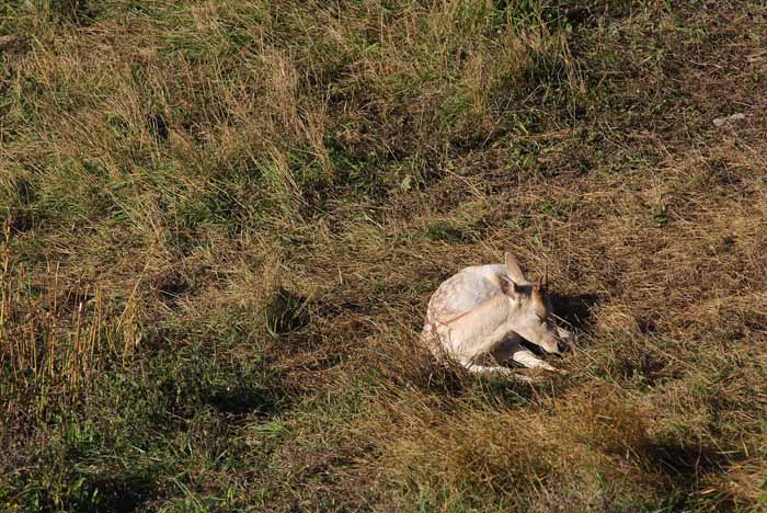 Daino: colorazione del mantello e altro...