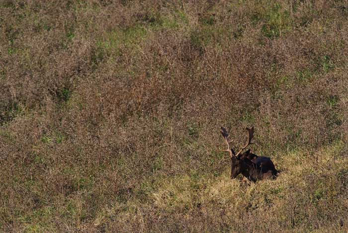 Daino: colorazione del mantello e altro...