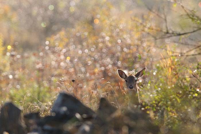 Daino: colorazione del mantello e altro...