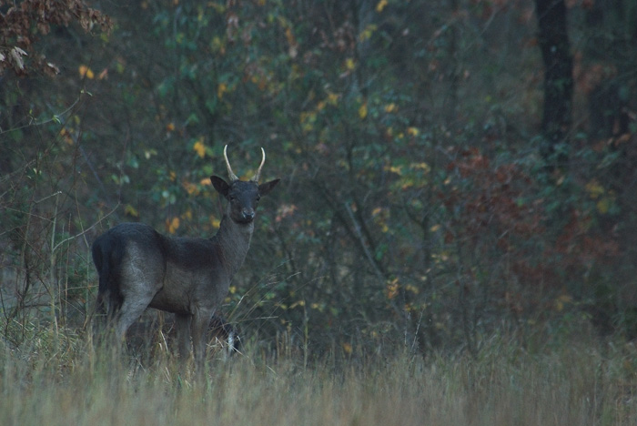 Daino: colorazione del mantello e altro...