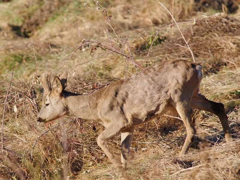 Patologia di capriolo