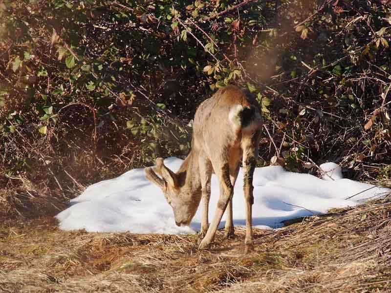 Patologia di capriolo