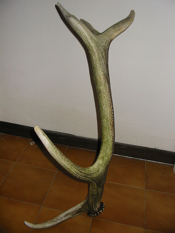 palchi raccolti