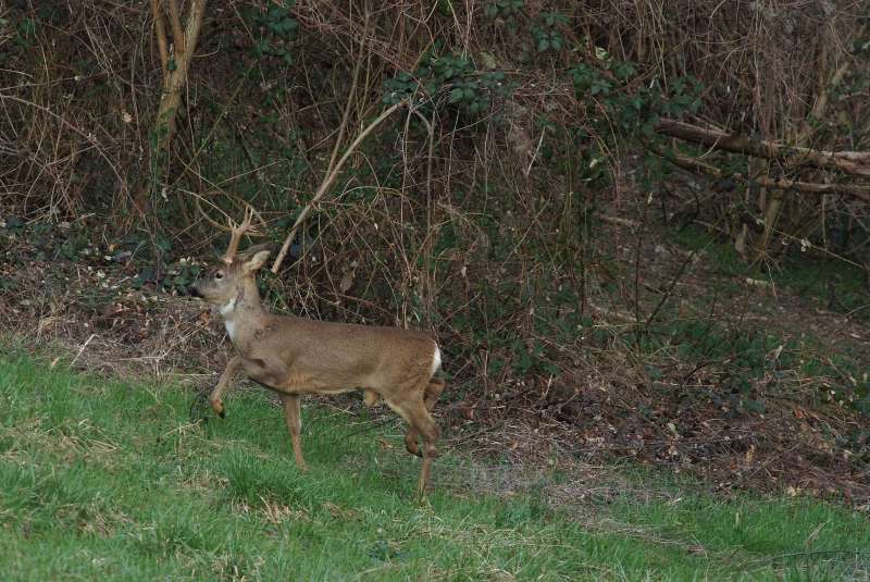 IL CAPRIOLO: l''avvio della fase gerarchica.