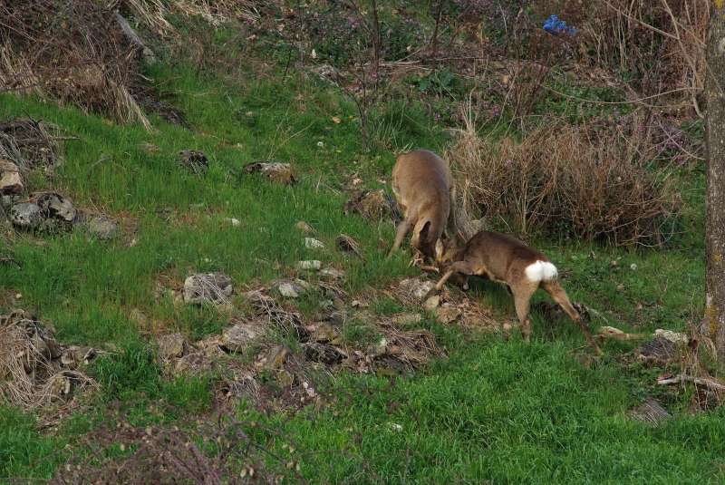 IL CAPRIOLO: l''avvio della fase gerarchica.