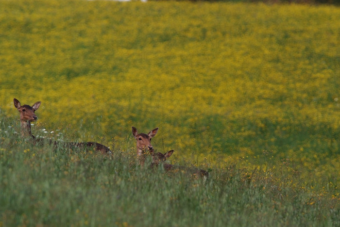 Daino: colorazione del mantello e altro...