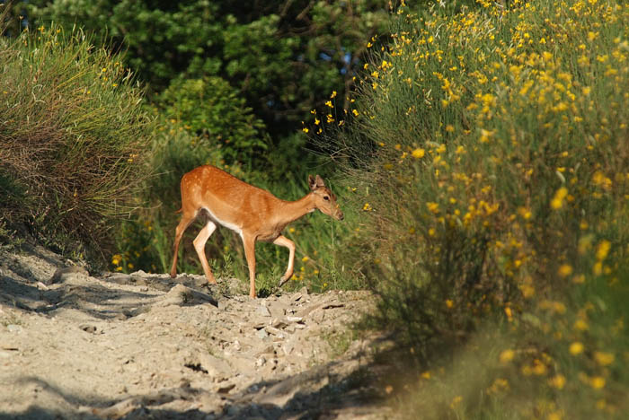 Daino: colorazione del mantello e altro...