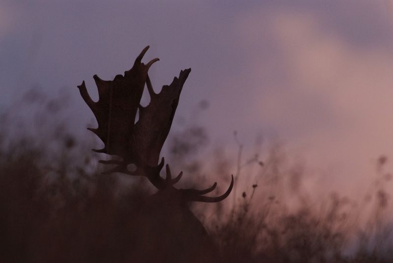 Daino: colorazione del mantello e altro...