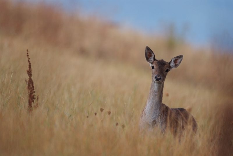 Daino: colorazione del mantello e altro...