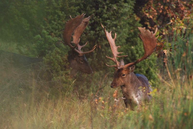 Daino: colorazione del mantello e altro...