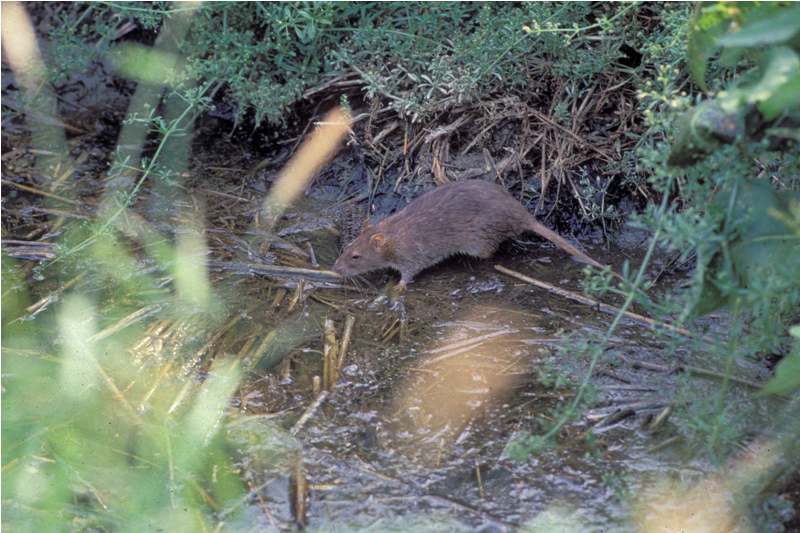 Rattus norvegicus - Parco Regionale delle Groane (Lombardia)