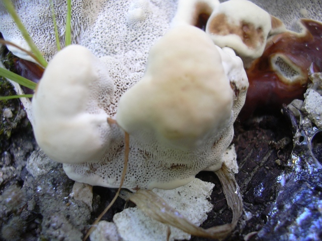 fungo coriaceo (crescita di Ganoderma sp.)