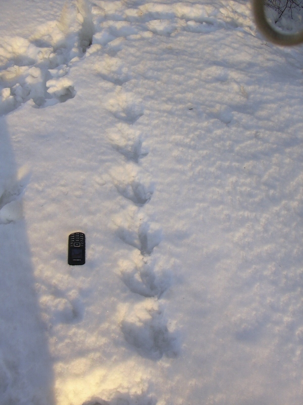 fagiano (?) con atterraggio