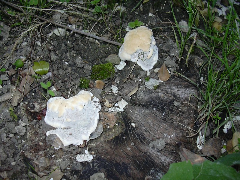 fungo coriaceo (crescita di Ganoderma sp.)