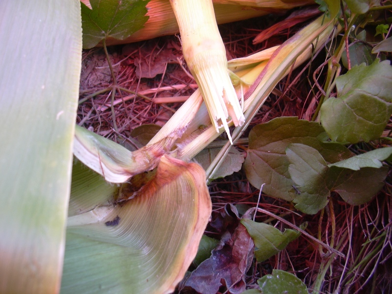 sul sentiero dell''istrice