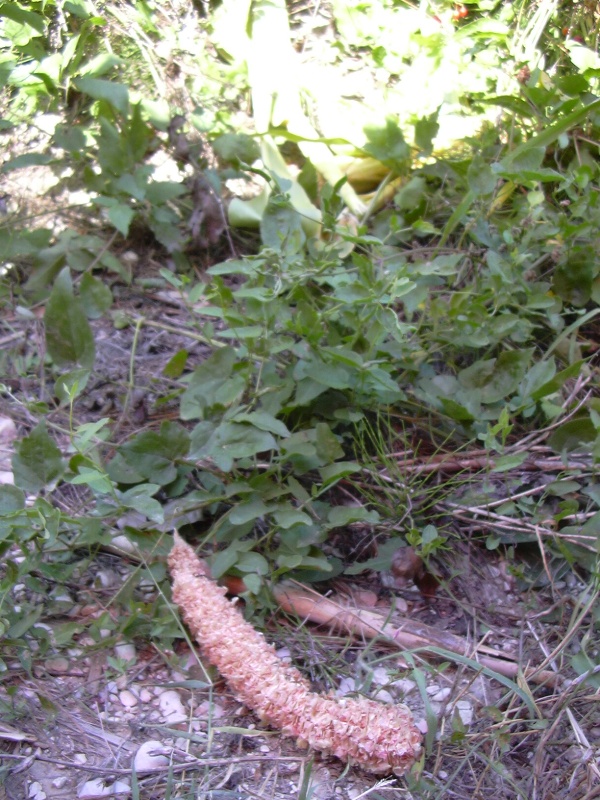 sul sentiero dell''istrice