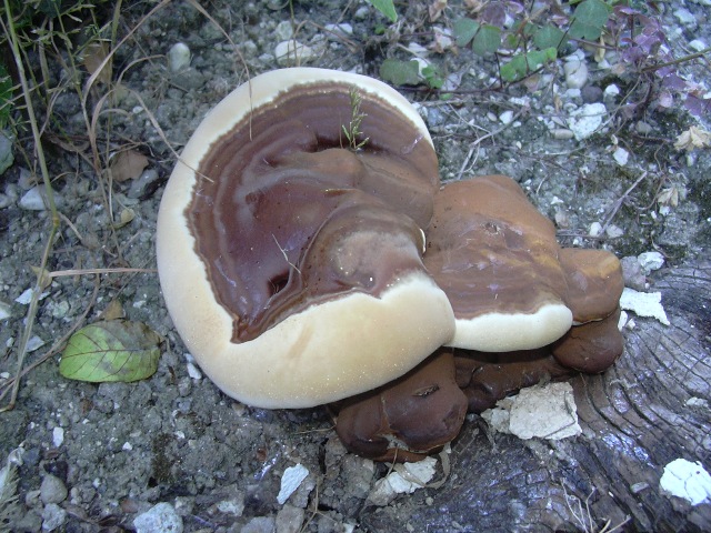 fungo coriaceo (crescita di Ganoderma sp.)