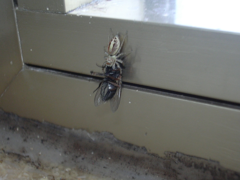predazione su mosca di chi? Icius sp. (Salticidae)
