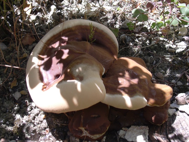 fungo coriaceo (crescita di Ganoderma sp.)