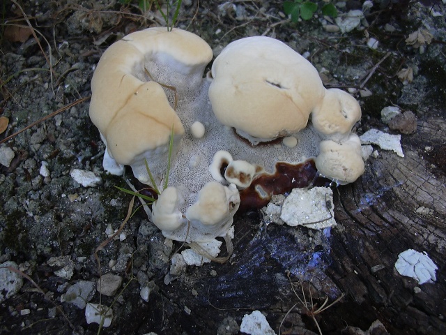 fungo coriaceo (crescita di Ganoderma sp.)