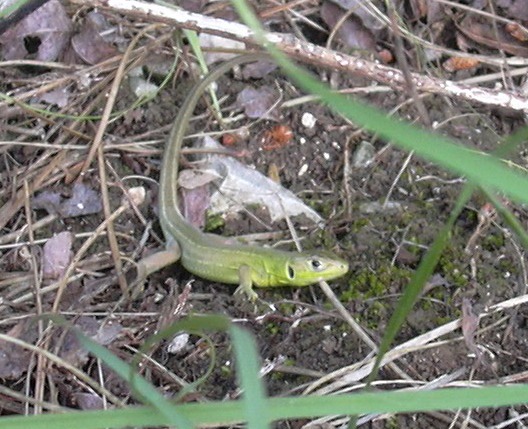 lucertola verde