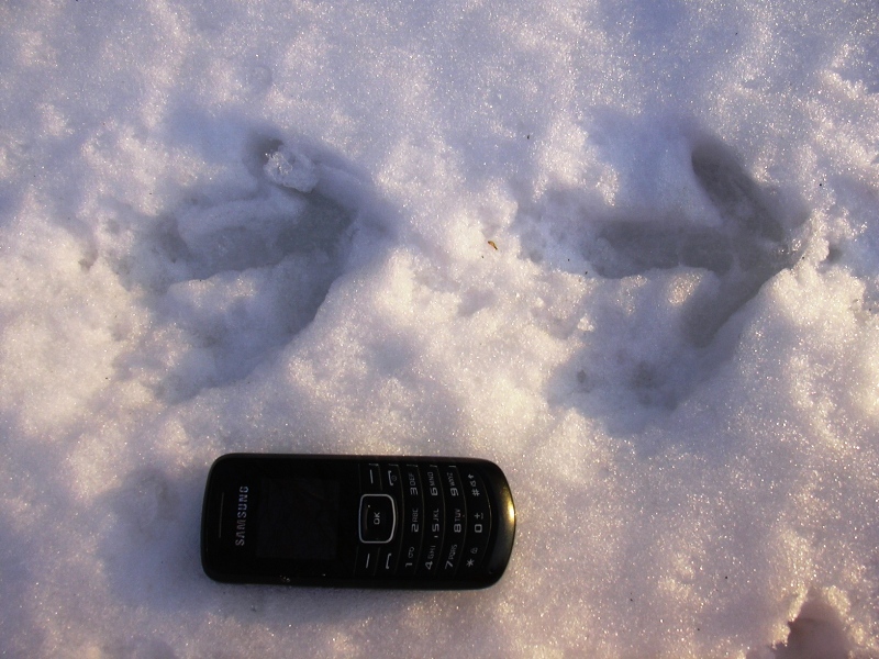 fagiano (?) con atterraggio