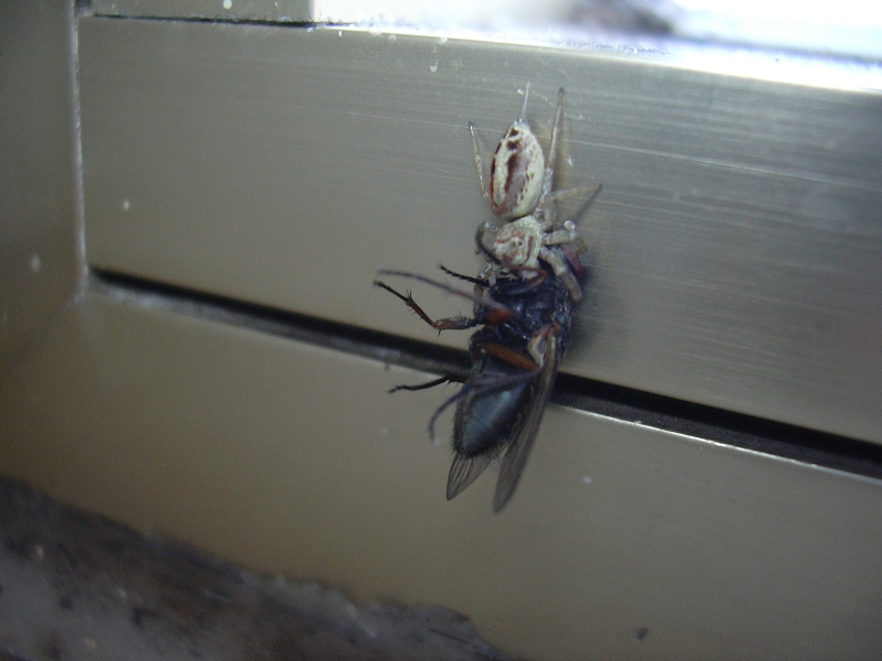 predazione su mosca di chi? Icius sp. (Salticidae)