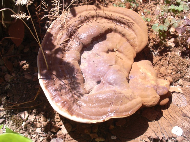 fungo coriaceo (crescita di Ganoderma sp.)