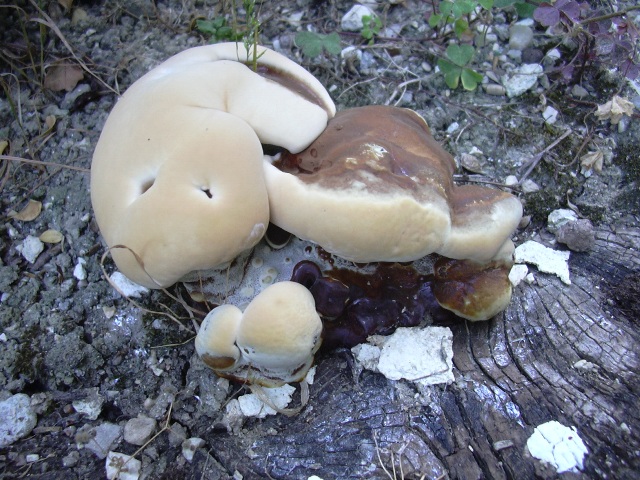 fungo coriaceo (crescita di Ganoderma sp.)