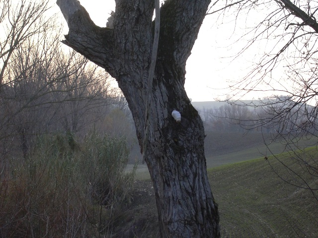 fungo coriaceo (crescita di Ganoderma sp.)