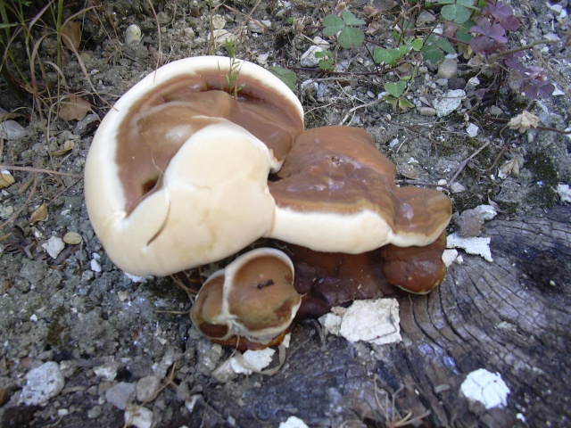 fungo coriaceo (crescita di Ganoderma sp.)