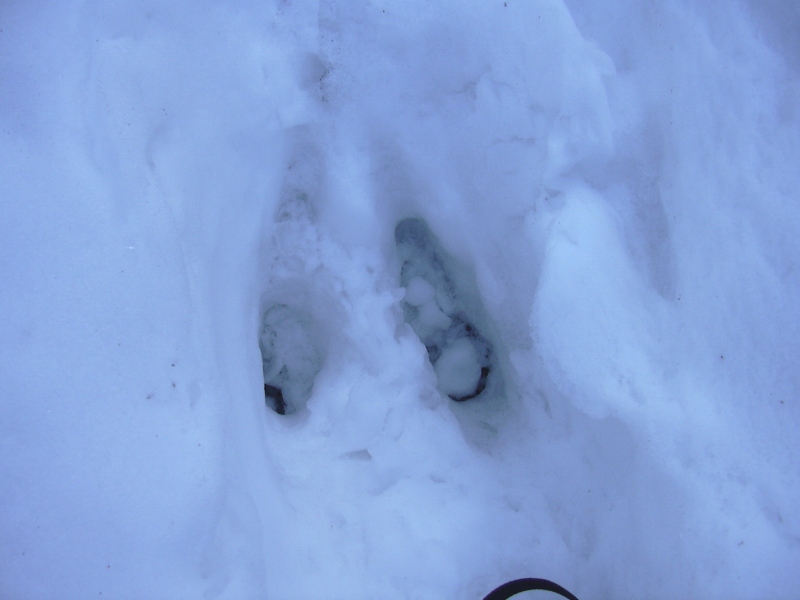 chi saltellava sulla neve?