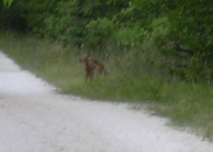 caprioli sulla strada di casa