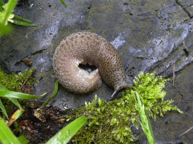 una coda troppo molle: Limax maximus da Serra San Quirico AN