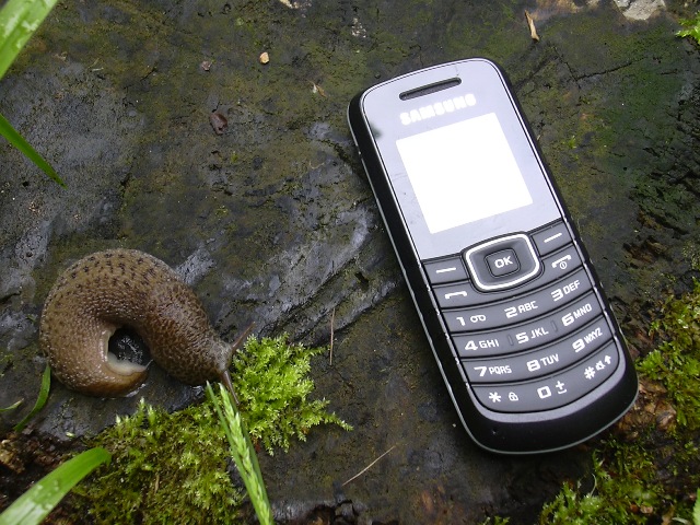 una coda troppo molle: Limax maximus da Serra San Quirico AN