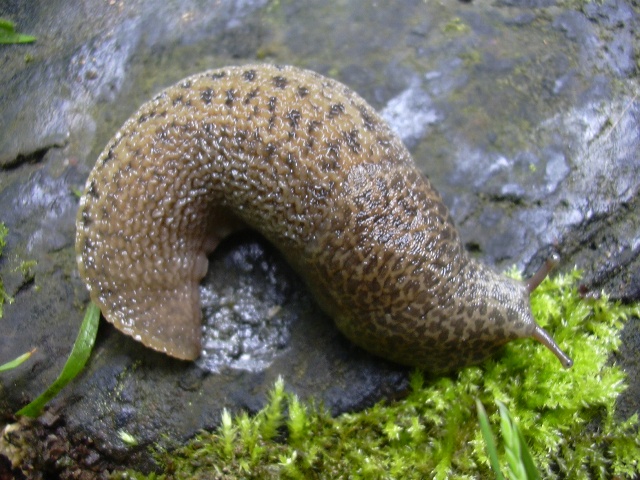 una coda troppo molle: Limax maximus da Serra San Quirico AN