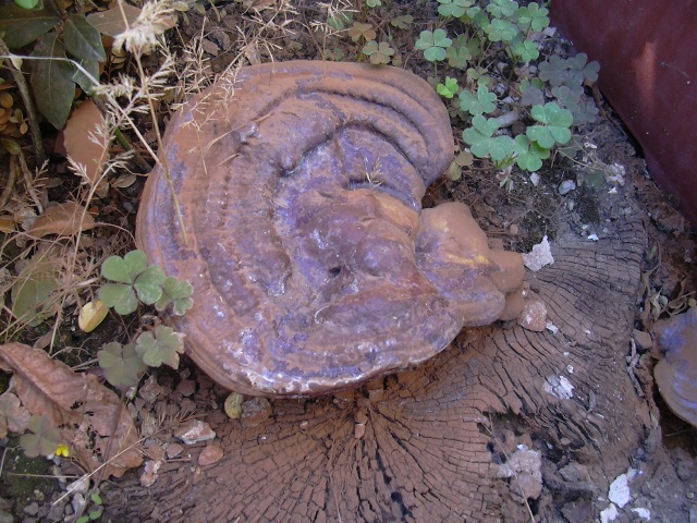 fungo coriaceo (crescita di Ganoderma sp.)