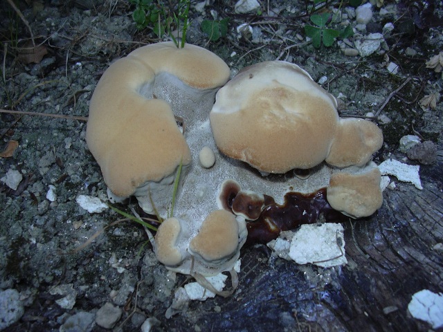 fungo coriaceo (crescita di Ganoderma sp.)