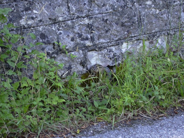 incontro inaspettato (Tamia siberiano)