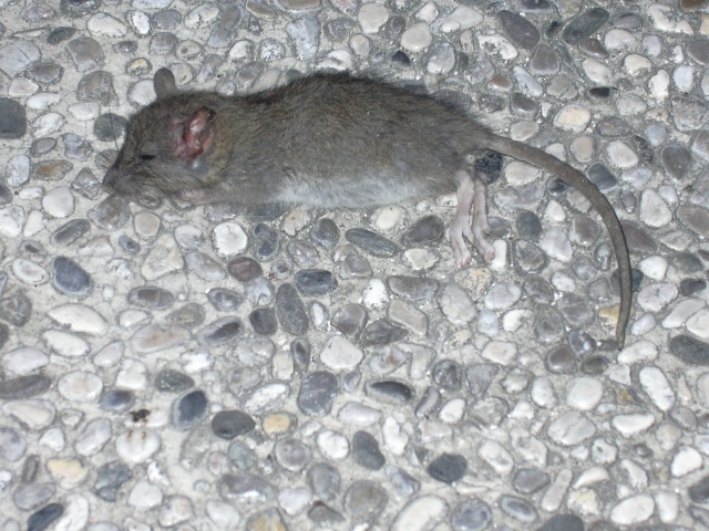 piccolo di ratto